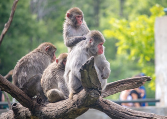 Group of snow monkeys watching visitors at a zoo © Chrystine