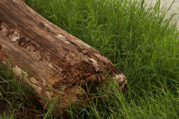 big log lay down on green grass,closed at log