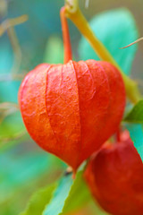 Cape gooseberry (physalis). Bright orange physalis on an emerald vegetal background