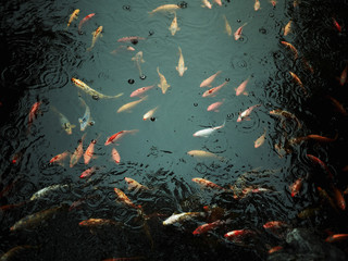 Fototapeta na wymiar 池の錦鯉