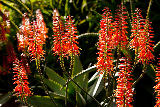 Aloe plant - Erice the Red - Asphodelaceae - flower heads