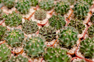 cactus close up