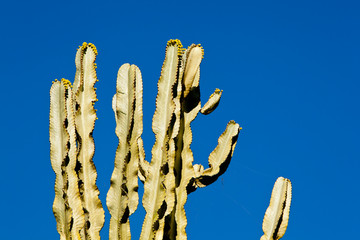Cactus plant against clear blue sky
