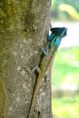Oriental garden lizard, Eastern garden lizard, Changeable lizard,Calotes mystaceus on fighting with other one