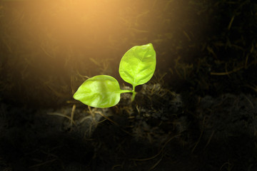 Top view of seedling green plant growing in the soil with sunlight spot.