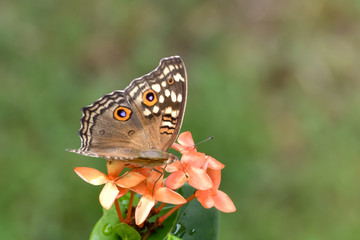 Brown Butterfly