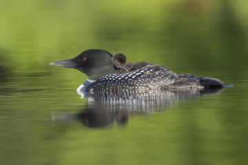 A week-old Common Loon chick preens its feathers while riding on its mother's back - Ontario, Canada © Brian Lasenby