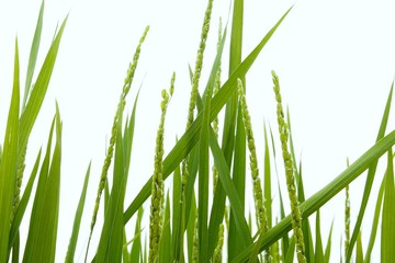 水田　稲　クローズアップ