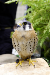 American kestrel or Falco Sparverius was show in animal fair