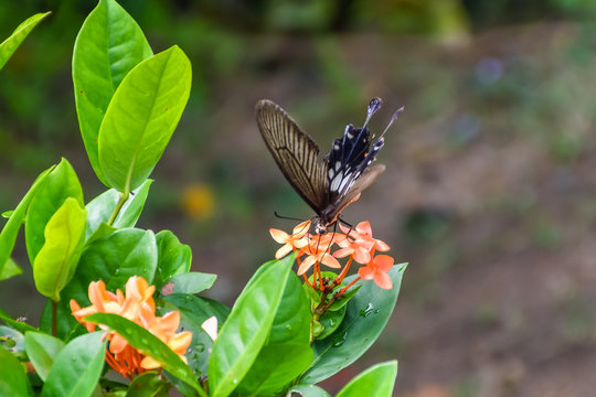 Black and Brown Butterfly