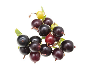 Black currant on a white background