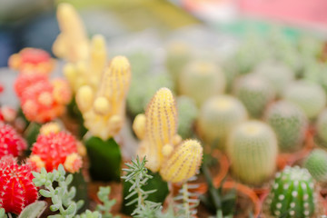 cactus close up