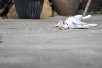 Cat, Siamese cat in Thailand, very cute, funny and smart cat in the world