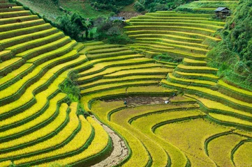 Fotobehang Rijstveld op terras Mu Cang Chai Yen Bai, Vietnam © Vietnam Destinations