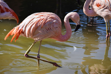 Pink flamingo in water