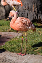 Pink flamingo