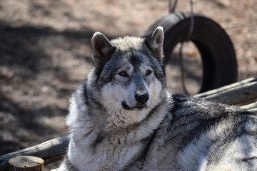 Wolf resting in sun