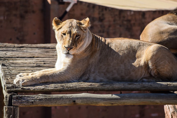Female lioness lying on wood platform