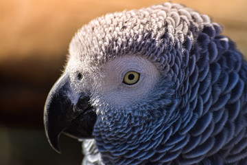 Close up of gray parrot