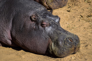 Fototapeta premium Close up of hippo sleeping