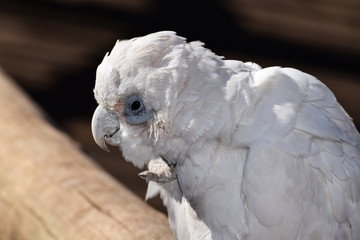 Old white parrot bird