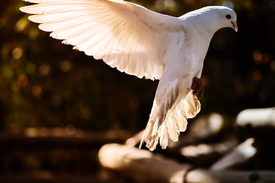 Dove flying through air