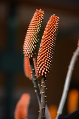 Close up photo of orange plant