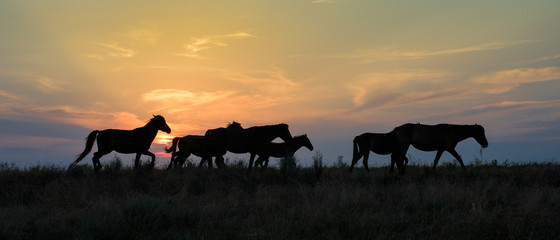 Fototapeta na wymiar wild horses in the Danube Delta