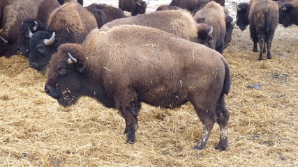 Fototapeta premium Bison auf einer Bisonfarm in Sachsen-Anhalt