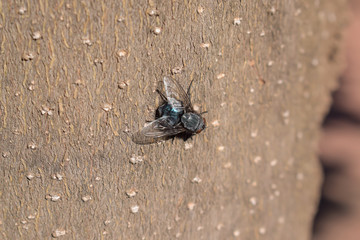 Macro photo of fly