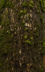 wet tree bark