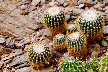 Collection of green and cream small spikey cactus plants