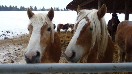Pferde auf einem Bauernhof in Sachsen-Anhalt