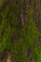 moss on a bark
