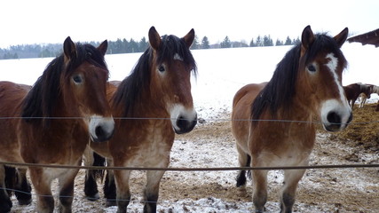 Fototapeta na wymiar Pferde auf einem Bauernhof in Sachsen-Anhalt