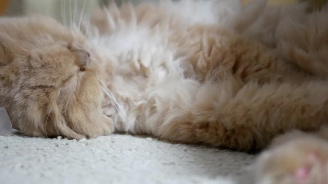Motion of persian cat funny face on floor with 4k resolution