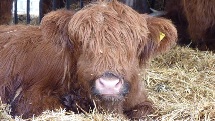 Büffel mit langem Haar und Horn auf einer Farm