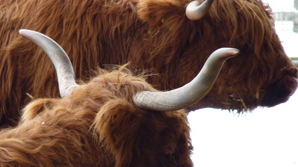 Büffel mit langem Haar und Horn auf einer Farm