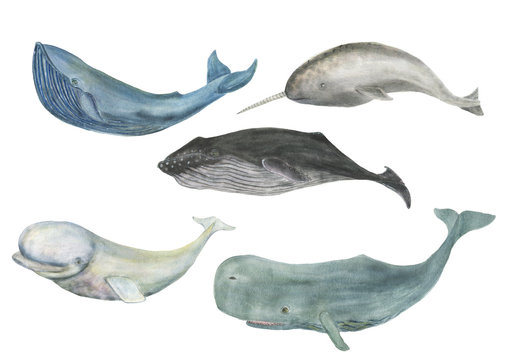 Watercolor painting whale family