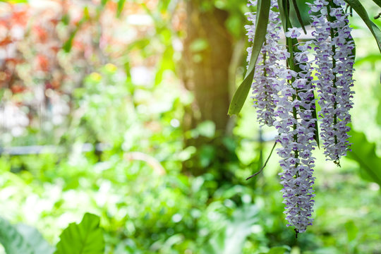 Rhynchostylis retusa (Foxtail Orchid) is an exotic blooming orchid, belonging to the Vanda alliance.The inflorescence is a pendant raceme, consisting of more than 100 pink-spotted white flowers
