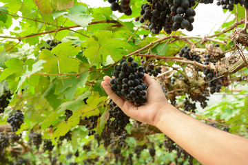 Naklejka na ściany i meble Hand picking grapes on the vine
