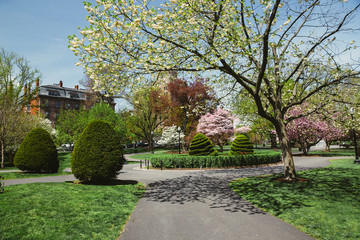 Flowering of trees in a spring park. Blooming magnolias and cherry blossoms in Boston Public Garden