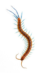 Beautiful tropical centipede (Scolopendromorpha) on white background