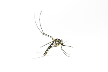 Female mosquito on white background