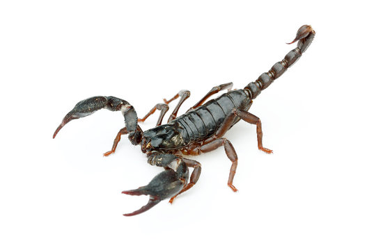 Asian giant forest scorpion (Heterometrus laoticus) on white background. H. laoticus is a member of giant forest scorpions (Heterometrus sp.) found in tropical and subtropical southeast Asia. 