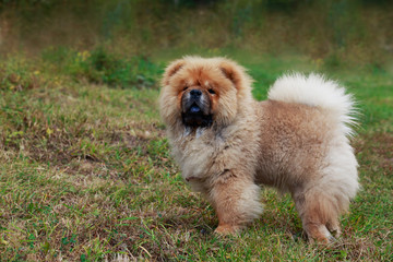 Dog breed chow chow