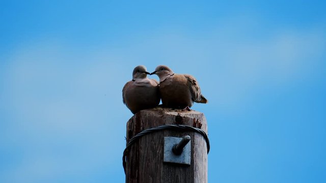two love birds sitting together