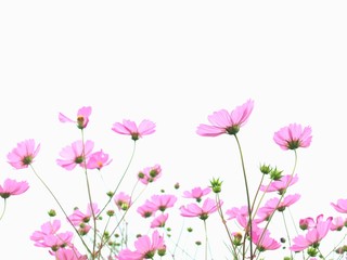ピンクのコスモスの花、バックショット、白背景