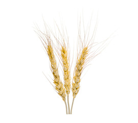 Fototapeta premium wheat oat ears isolated on white background