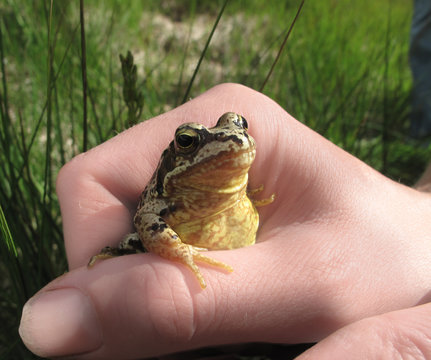 A handfull of frog